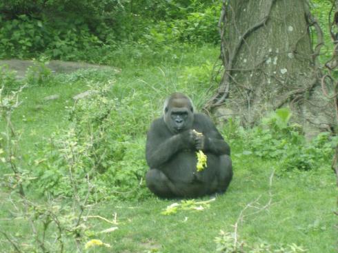 sitting gorilla