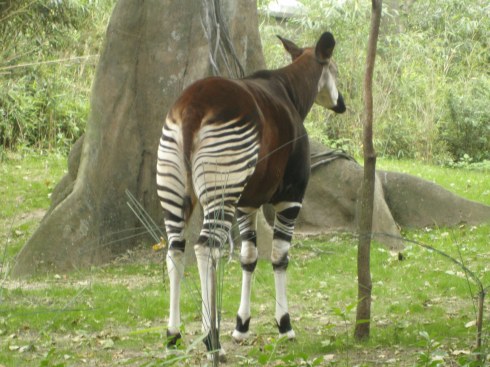 Okapi