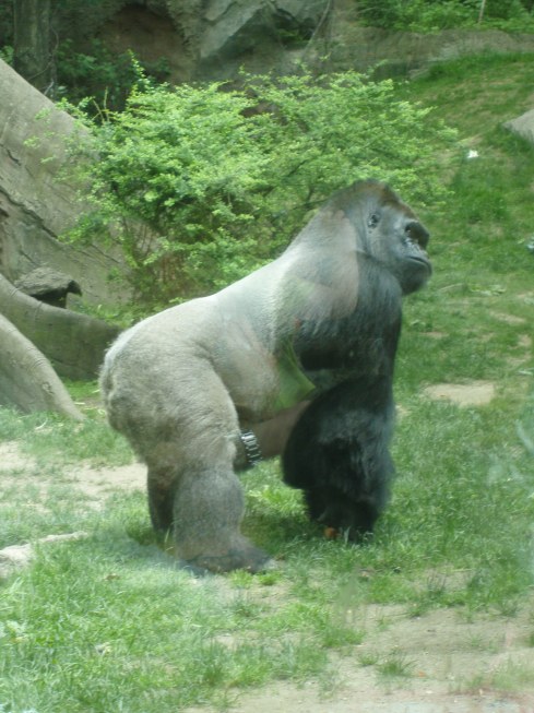 gorilla