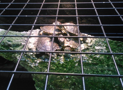 turtle jailbreakCROP