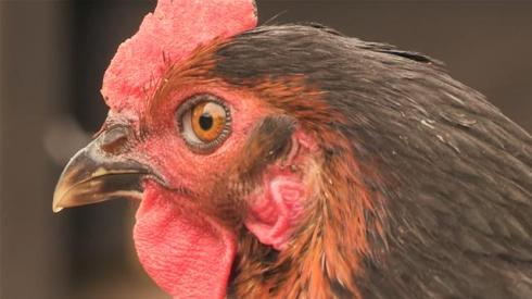 how-to-buy-live-chicken_WidePlayer