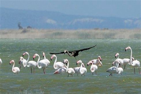 Cyprus Black Flamingo