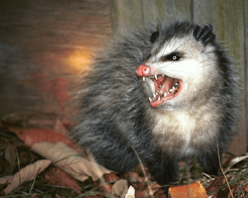 Possums are nothing but fur and pure evil