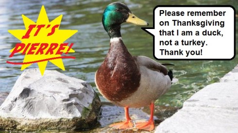 pierre-not-a-turkey